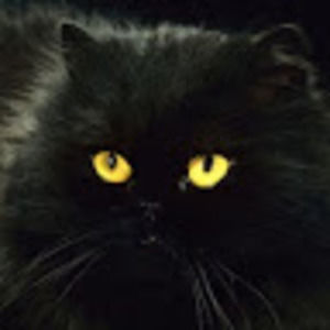 Meet your Posher, Rose